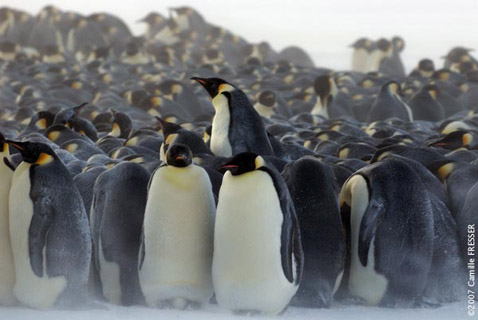 Les "pingouins" de Gunta...